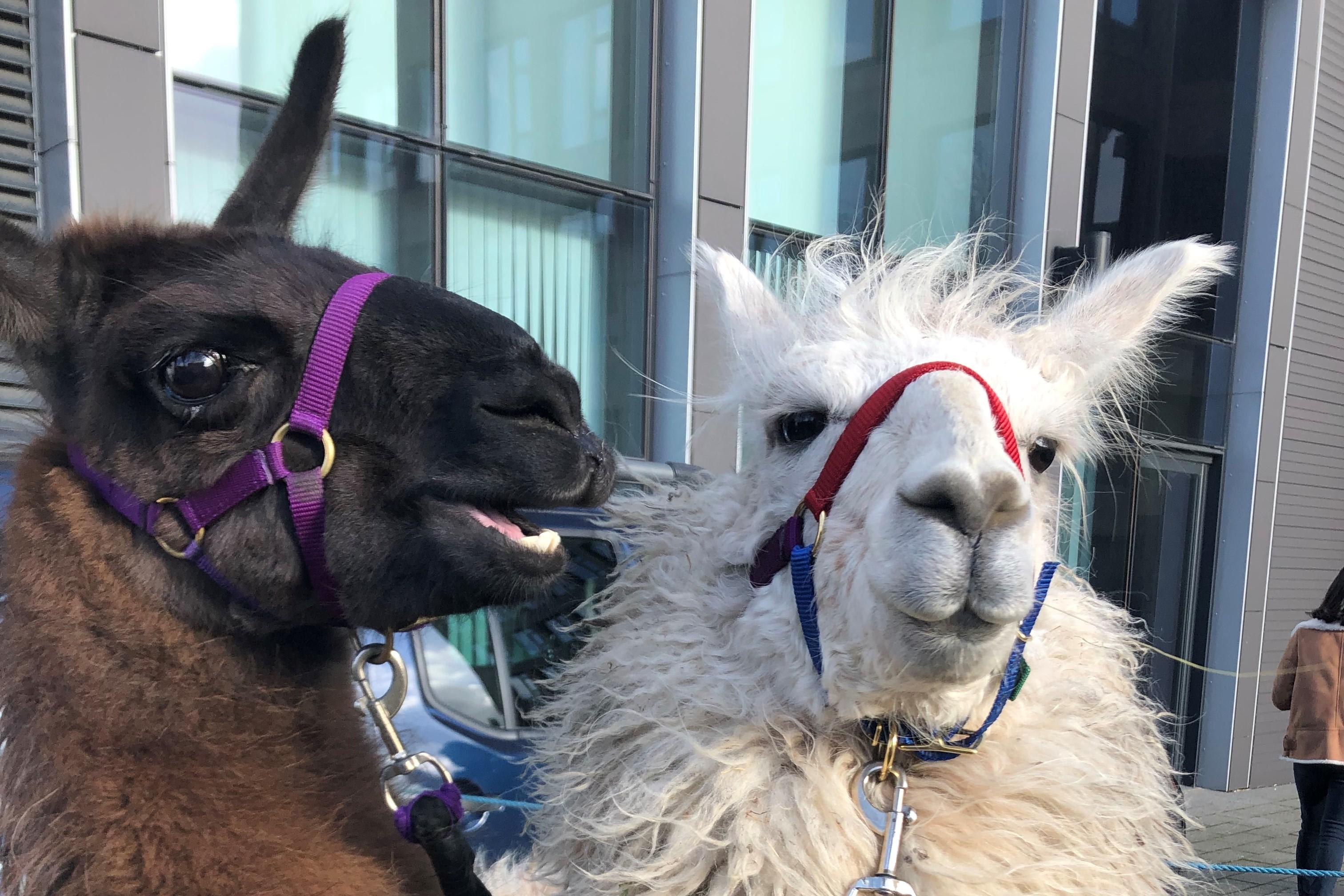 Llamas on campus with ResLife