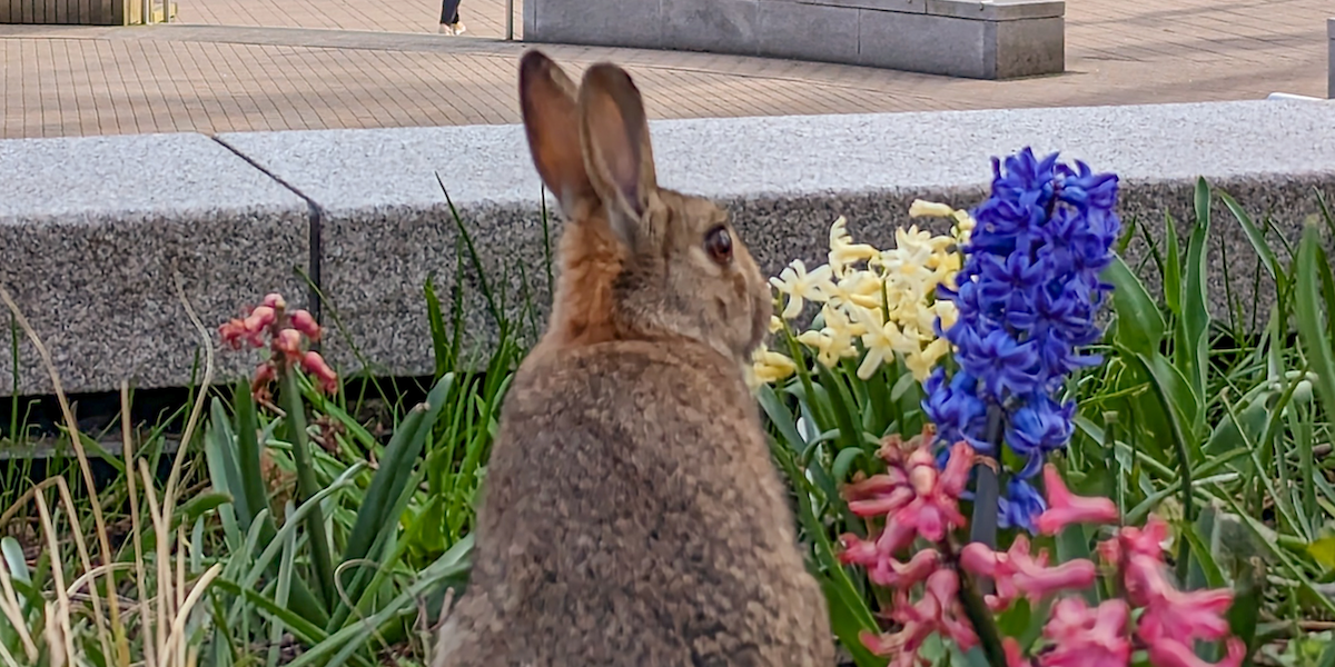 Campus bunny