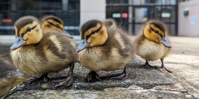 Duckings on campus