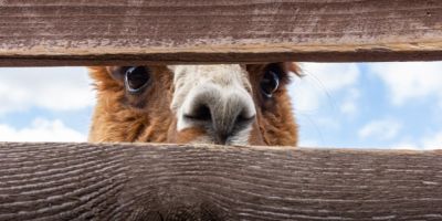 A llama looking through a gap in a fence