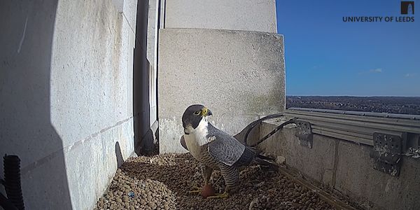 Peregrine Falcone and her egg on top of Parkinson, streaming live