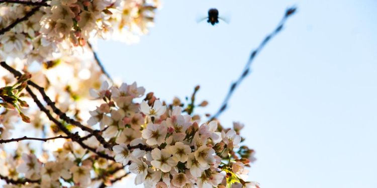 Photo competition 2022 runner up, an image of a bumblebee flying off some cherry blossom