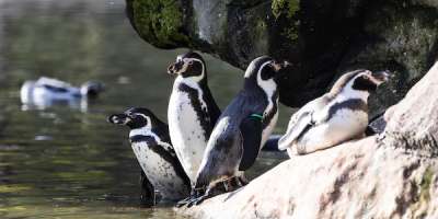 Penguins at Wildlife World, Lotherton - credit Leeds Museums and Galleries